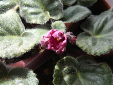 Уход за сенполией в комнатных условиях