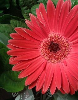 гербера для очистки воздуха