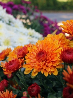 хризантема для очистки воздуха