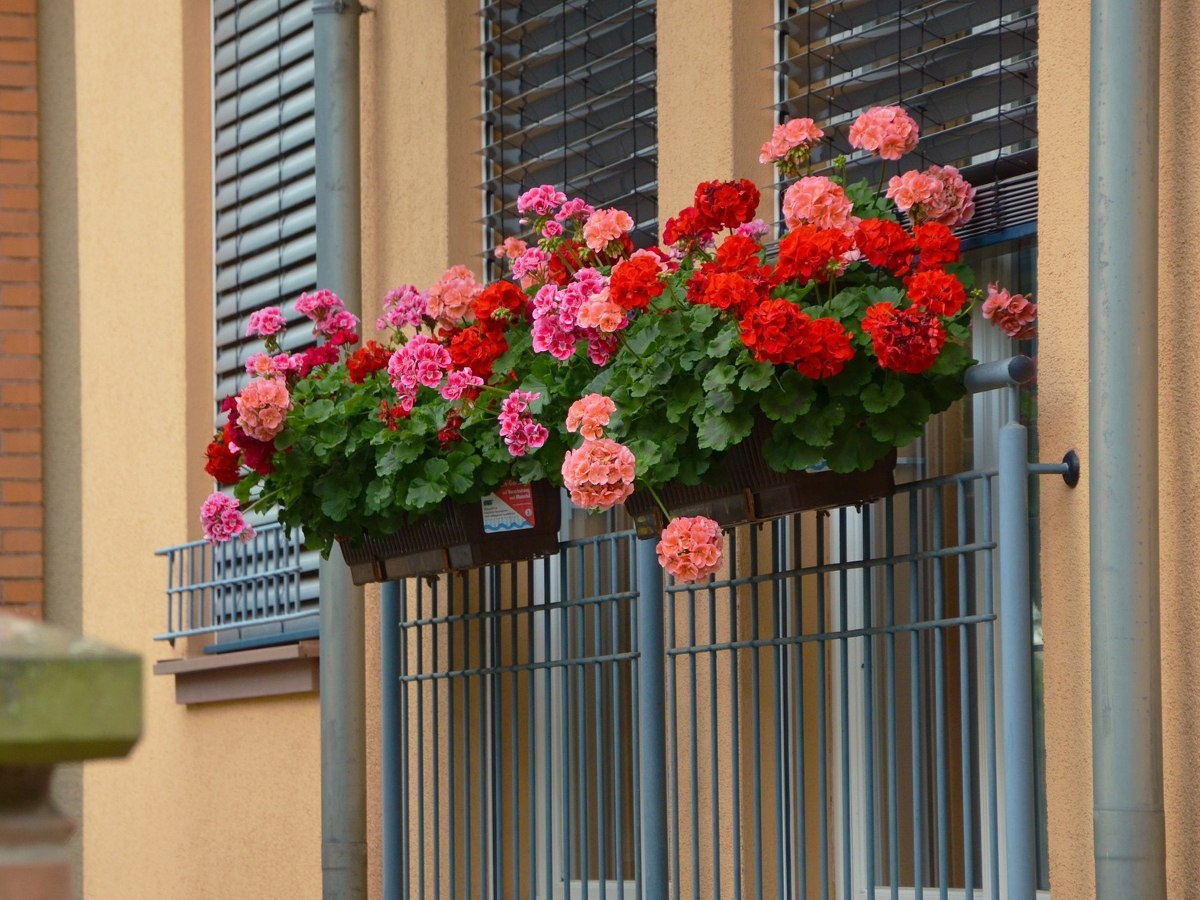 ящик с цветами на окне