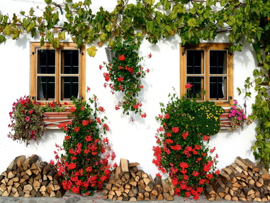 Выращиваем цветы на окнах снаружи