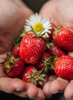 выбираем семена для посадки