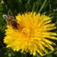 цветы одуванчика