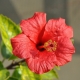 цветы гибискуса
