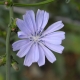 цветы цикория