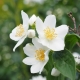 цветы жасмина