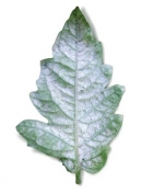 паутинный клещ