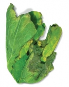 бактериальное увядание