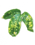 вирус огуречной мозаики