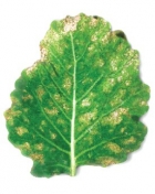 ложная мучнистая роса