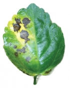 бактериальная пятнистость