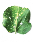 мучнистый червец