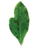 цилиндрокладиозная гниль