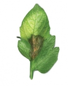 серая гниль