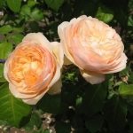 роза Джульетта