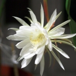 цветение эпифиллюма