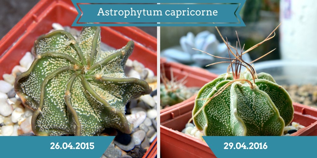 астрофитум козерогий с колючками и без