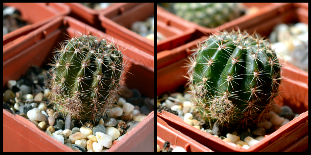 кактус до и после полива