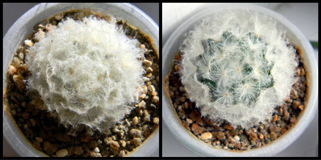 кактус до и после полива