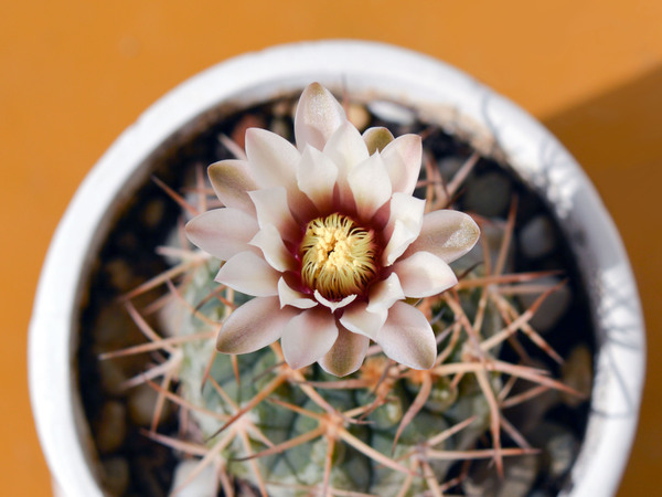 Первое цветение Gymnocalycium riojense subsp. kozelskyanum