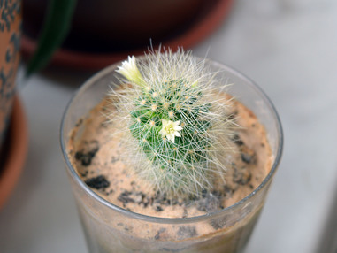 Mammillaria anniana цветет