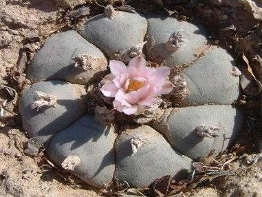 История о лофофоре