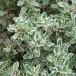 лимонный тимьян