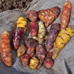 кислица клубеносная