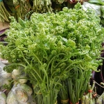 побеги папоротника