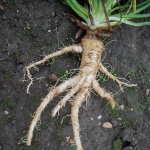 овсяной корень