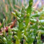 критмум морской