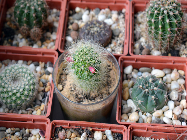 Ягоды самоопыляющихся маммиллярий