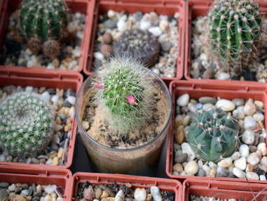 Ягоды самоопыляющихся маммиллярий