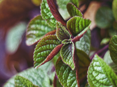 Эффектные и неприхотливые растения для террариума