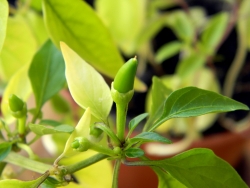 плодоношение острого комнатного перца