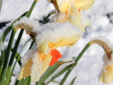 Что такое зоны морозостойкости?