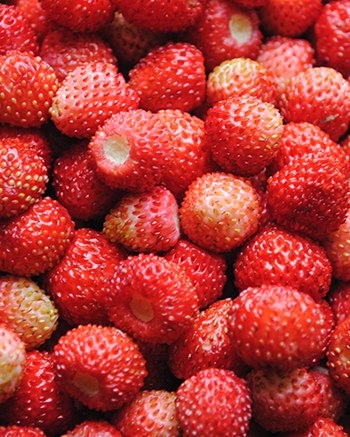 как вырастить землянику в контейнере