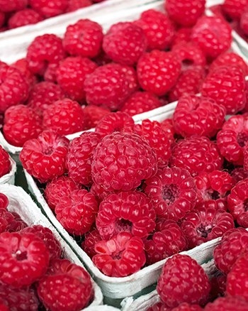 как вырастить малину в контейнере