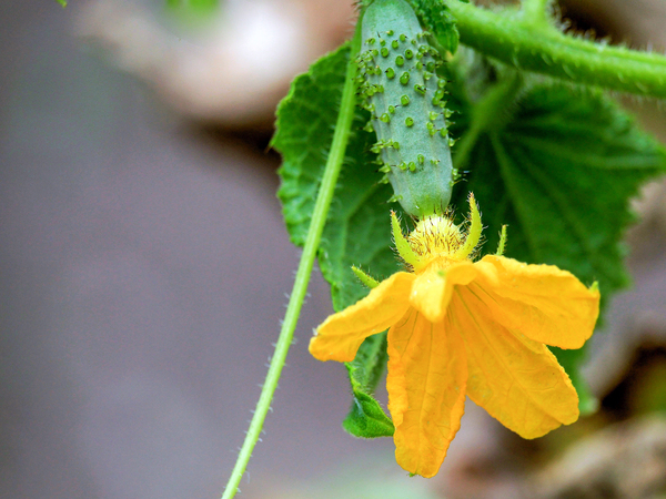 17 советов по выращиванию огурцов