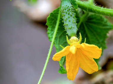 17 советов по выращиванию огурцов