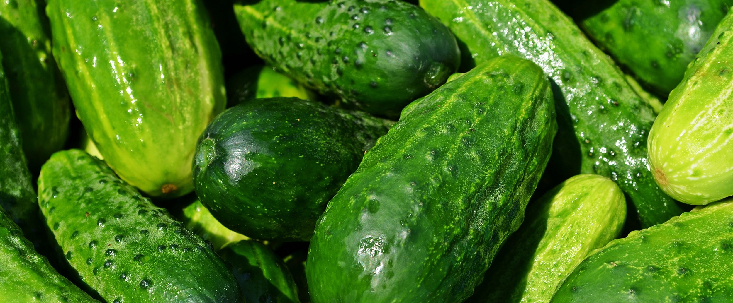 советы по выращиванию огурцов