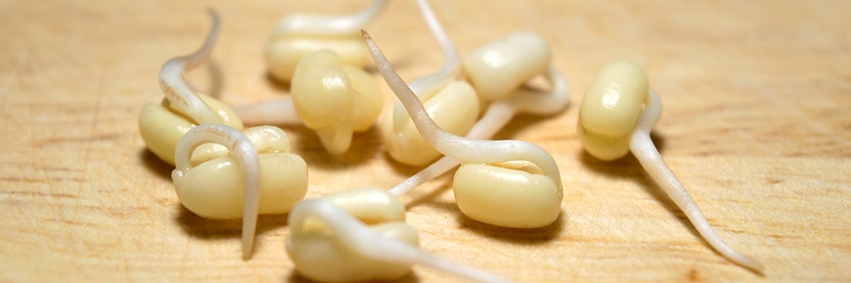 проростки маша