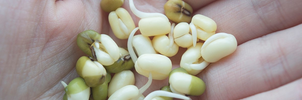 проращивание золотистой фасоли