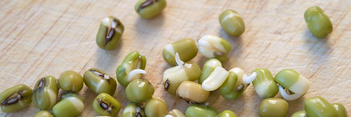 как проращивать маш