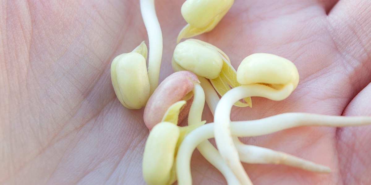 как проращивать маш