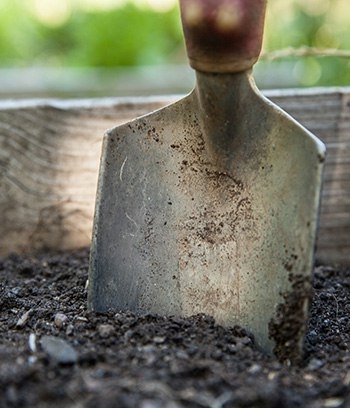 создаем неприхотливый сад