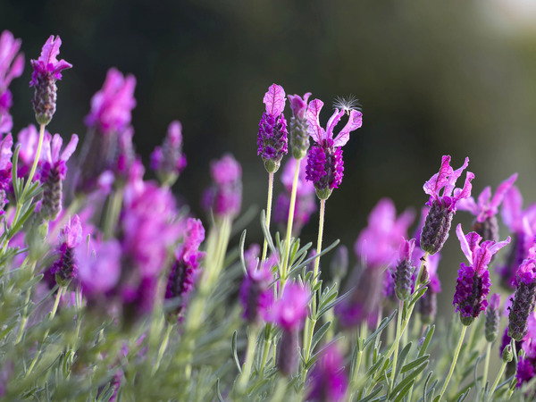 Садовые тренды – 2017