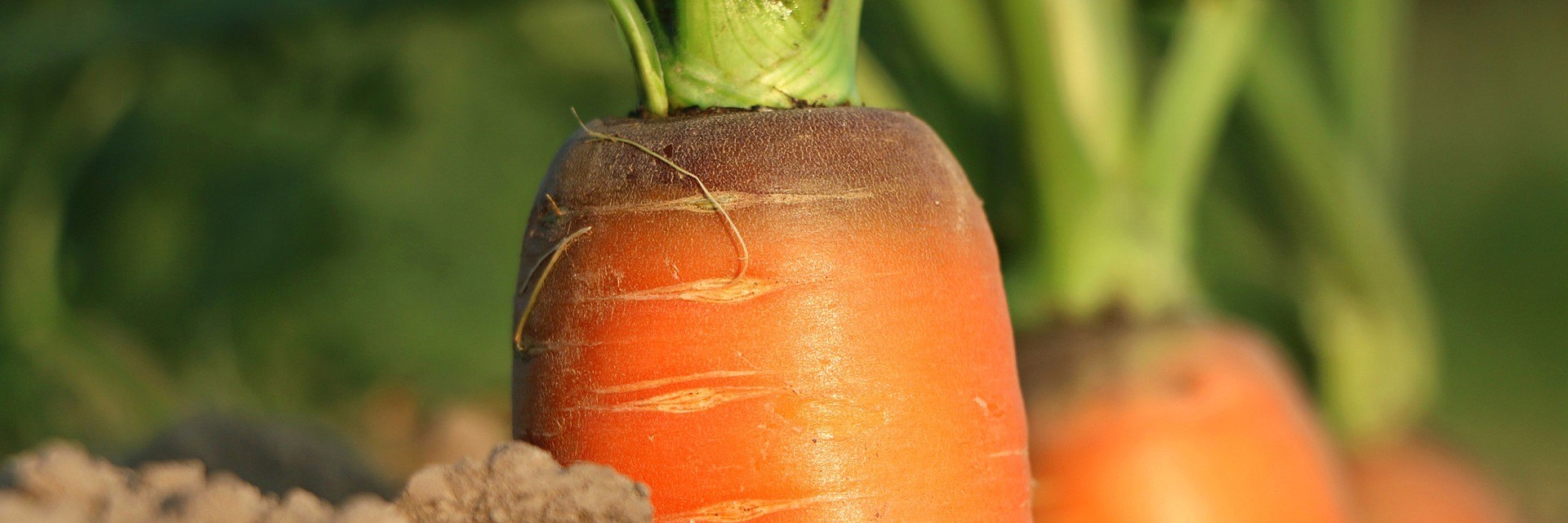 тенденции садоводства 2017