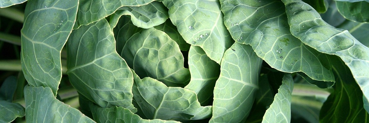 тренды садоводства 2017