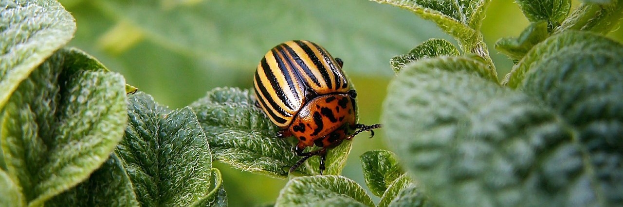 садоводство в 2017